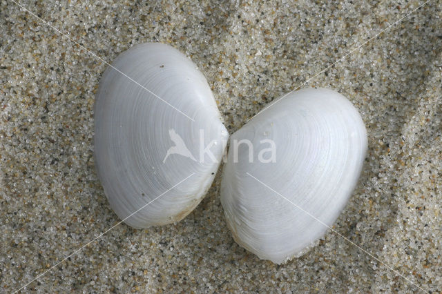 Witte dunschaal (Abra alba)