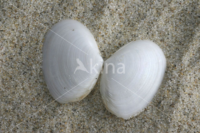 White Furrow-shell (Abra alba)