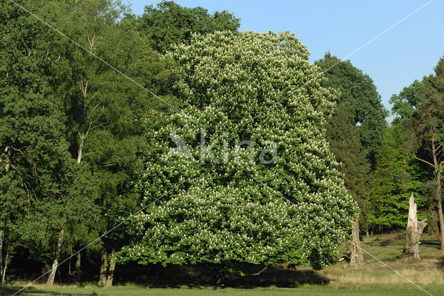 Horse-chestnut (Aesculus hippocastanum)