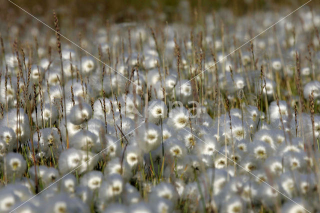 Cottongrass (Eriophorum spec.)
