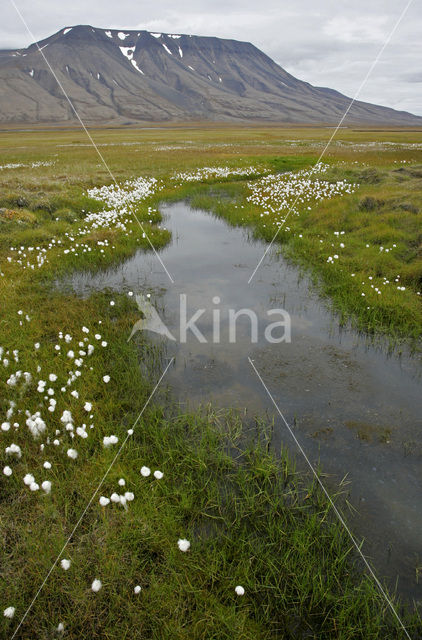 Cottongrass (Eriophorum spec.)