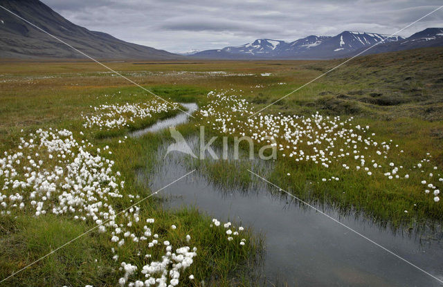 Cottongrass (Eriophorum spec.)