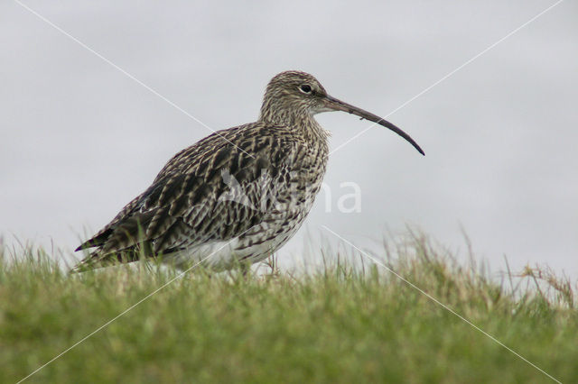 Eurasian Curlew (Numenius arquata)