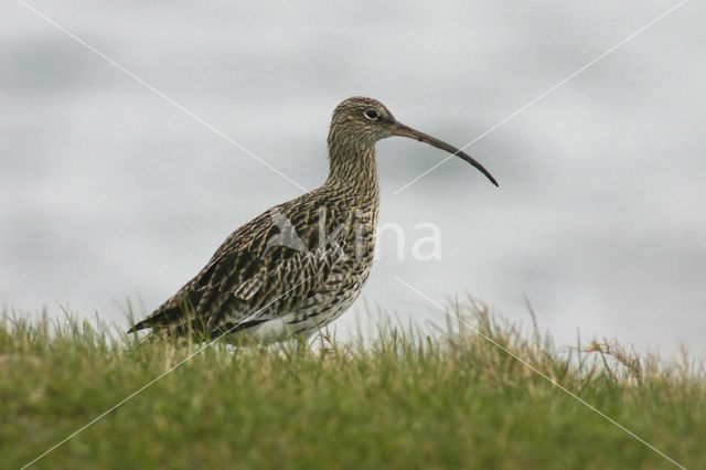 Eurasian Curlew (Numenius arquata)