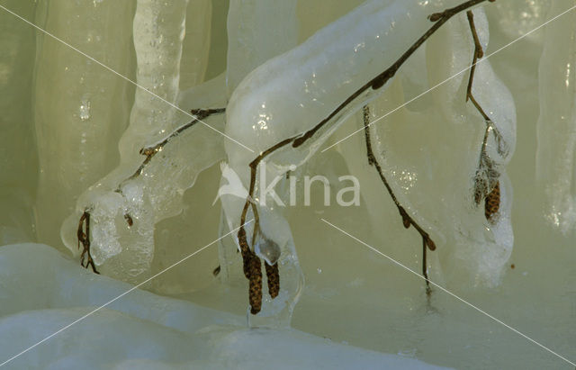 Downy Birch (Betula pubescens)