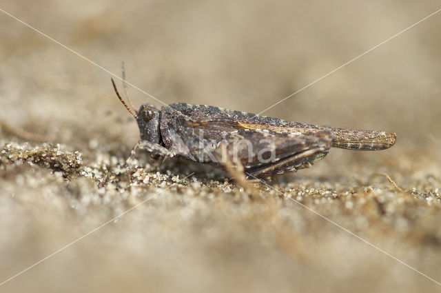 Cepero’s Ground-hopper (Tetrix ceperoi)