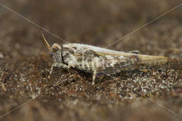 Cepero’s Ground-hopper (Tetrix ceperoi)