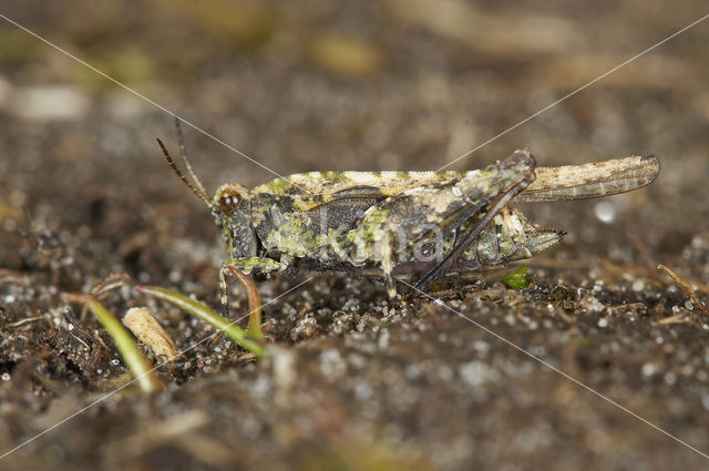 Zanddoorntje (Tetrix ceperoi)