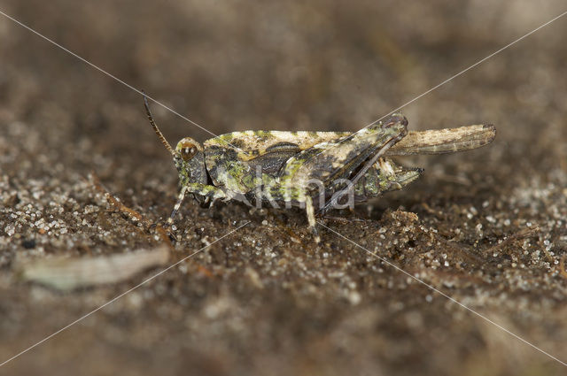 Cepero’s Ground-hopper (Tetrix ceperoi)