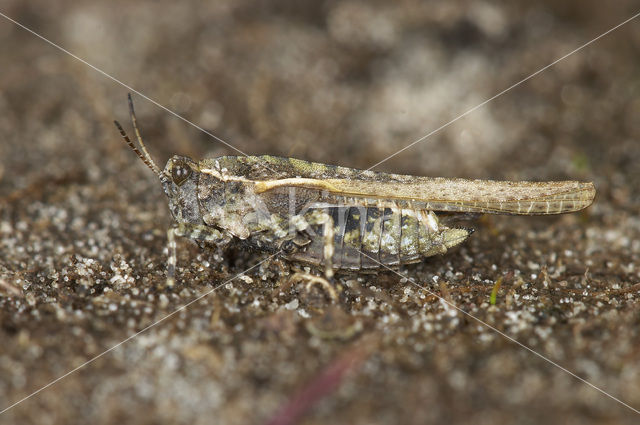 Zanddoorntje (Tetrix ceperoi)