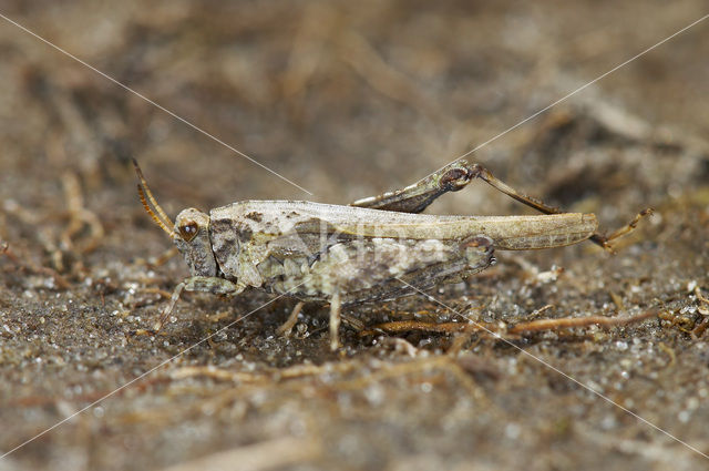 Zanddoorntje (Tetrix ceperoi)