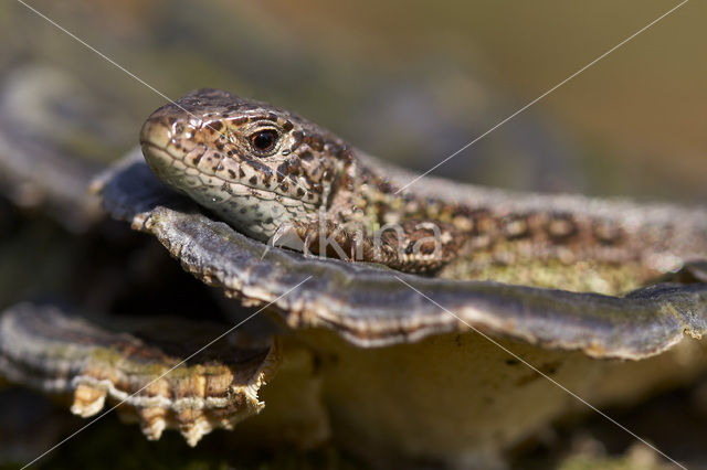 Sand Lizard (Lacerta agilis)