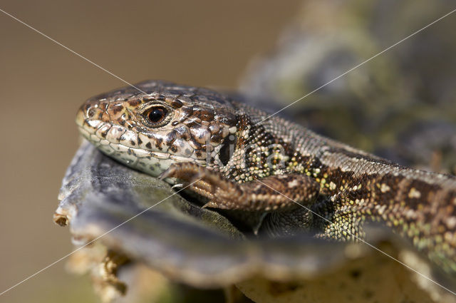 Sand Lizard (Lacerta agilis)