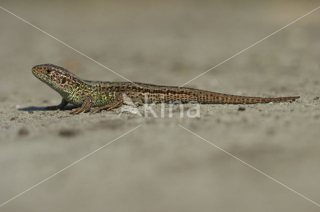 Zandhagedis (Lacerta agilis)
