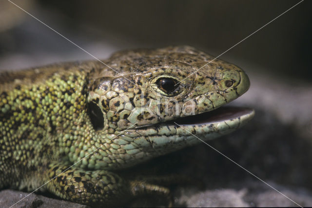 Sand Lizard (Lacerta agilis)