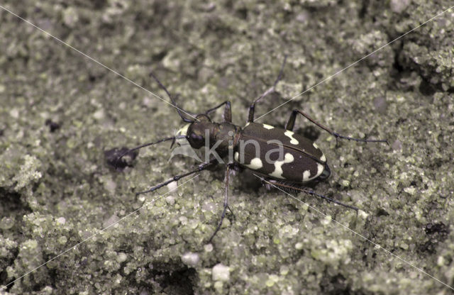 Tiger Beetle (Cicindela spec.)