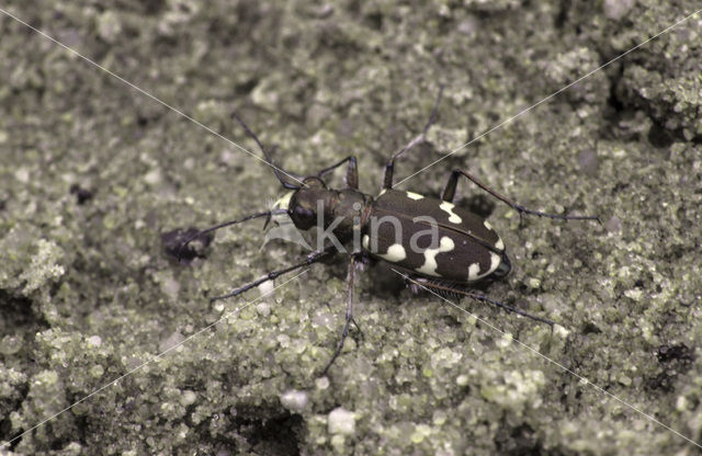 Zandloopkever (Cicindela spec.)