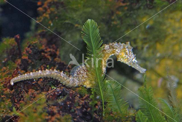 Zeepaardje (Hippocampus kulpa)