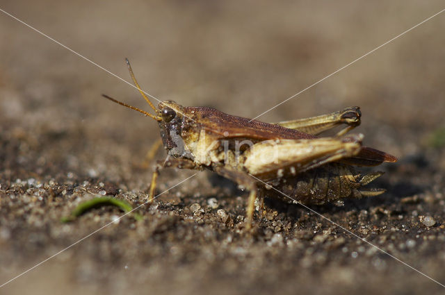 Zeggedoorntje (Tetrix subulata)