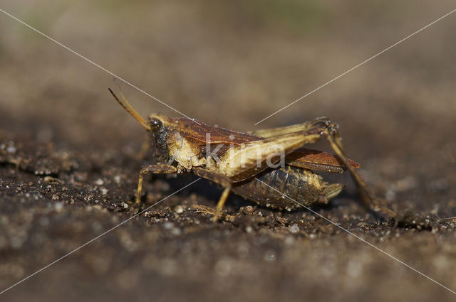 Zeggedoorntje (Tetrix subulata)