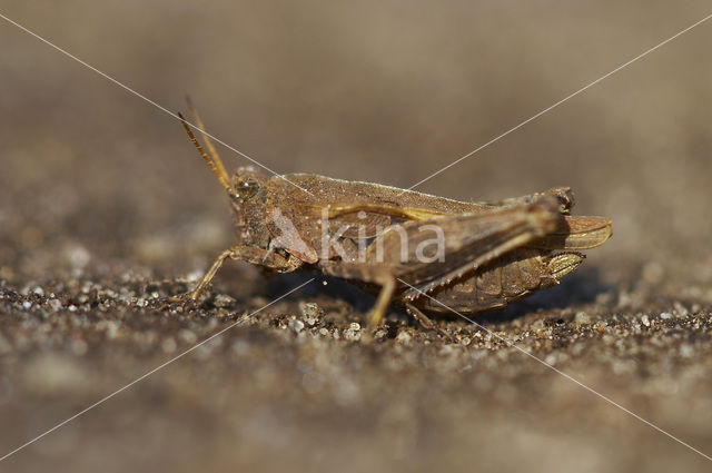 Zeggedoorntje (Tetrix subulata)