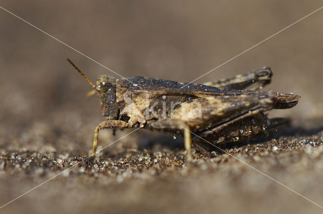 Zeggedoorntje (Tetrix subulata)