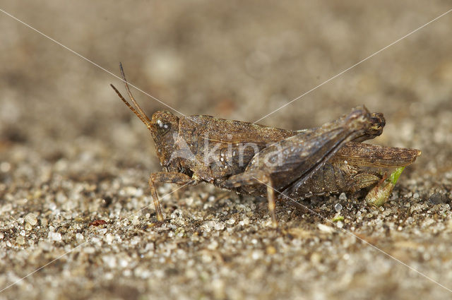 Zeggedoorntje (Tetrix subulata)