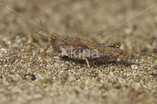 Slender Groundhopper (Tetrix subulata)