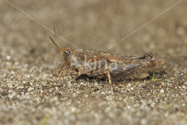 Zeggedoorntje (Tetrix subulata)