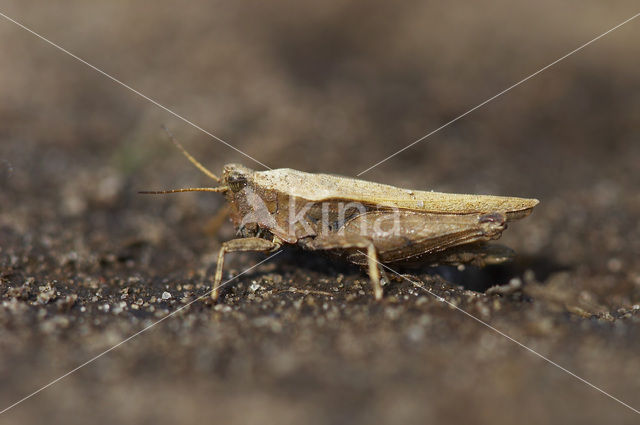 Zeggedoorntje (Tetrix subulata)