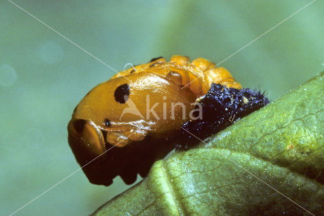 Zevenstippelig lieveheersbeestje (Coccinella septempunctata