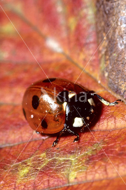 7 spot Ladybird