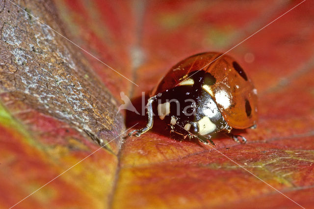 Zevenstippelig lieveheersbeestje (Coccinella septempunctata