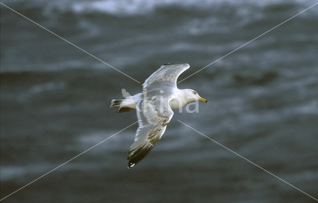 Zilvermeeuw (Larus argentatus)