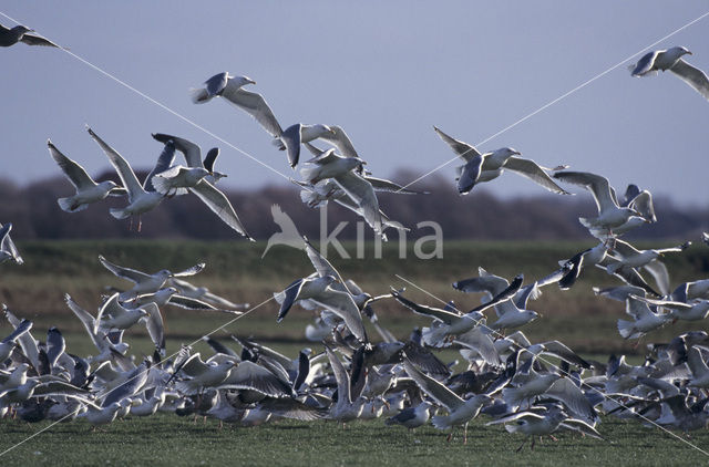 Zilvermeeuw (Larus argentatus)