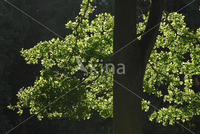 Zomereik (Quercus robur)