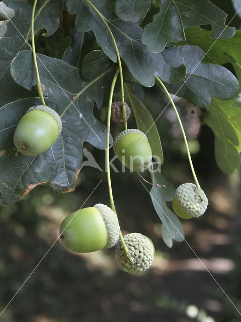 Zomereik (Quercus robur)