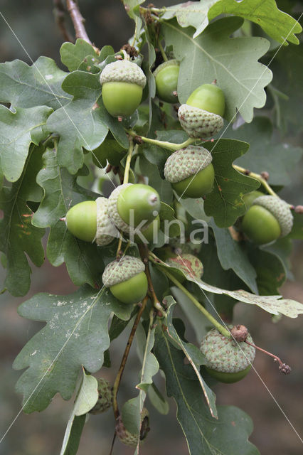 Zomereik (Quercus robur)