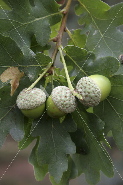 Common Oak