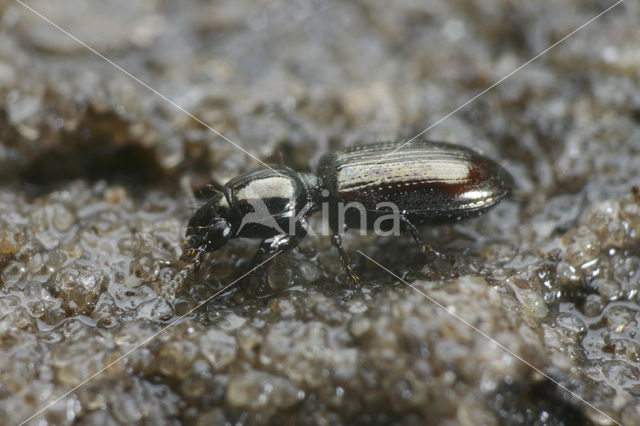 Dyschirius salinus