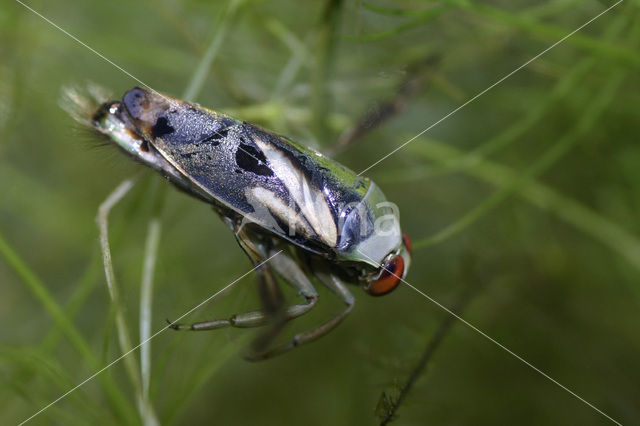 Waterboatman (Notonecta obliqua)