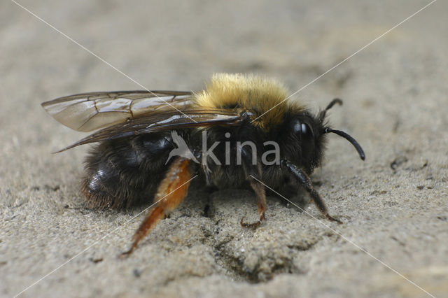 Zwart-rosse zandbij (Andrena clarkella)