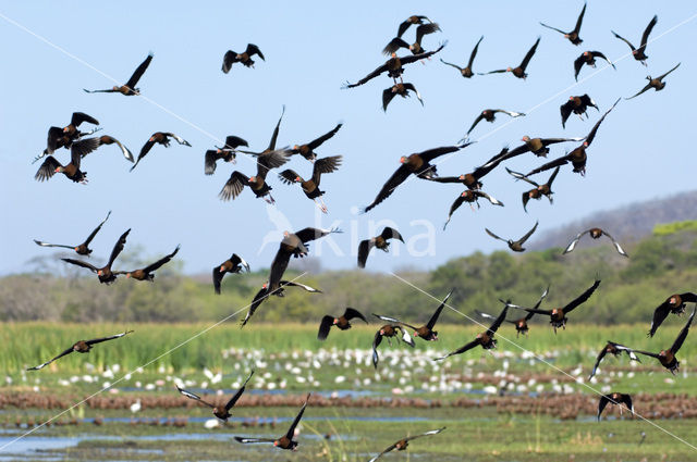 Red-billed whistling duck (Dendrocygna autumnalis)