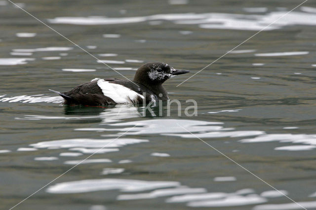 Zwarte Zeekoet (Cepphus grylle)