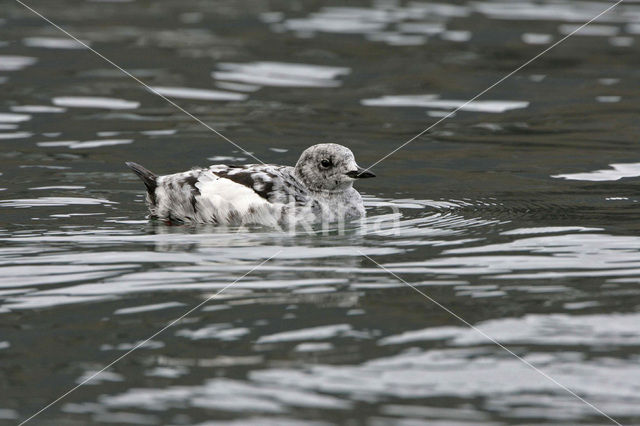 Zwarte Zeekoet (Cepphus grylle)