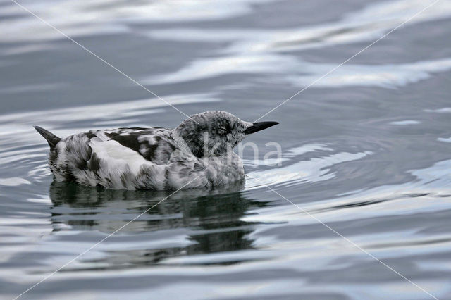 Zwarte Zeekoet (Cepphus grylle)