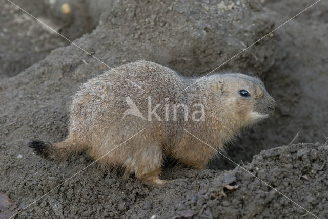 Zwartstaartprairiehond (Cynomys ludovicianus)