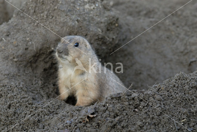 Zwartstaartprairiehond (Cynomys ludovicianus)