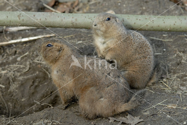 Zwartstaartprairiehond (Cynomys ludovicianus)