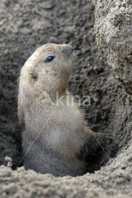 Zwartstaartprairiehond (Cynomys ludovicianus)